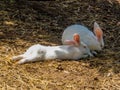 Two sweet bunnies Royalty Free Stock Photo