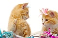 Two sweet cat kittens Royalty Free Stock Photo