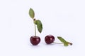 Two sweet cherries with cherry leaves isolated on white background Royalty Free Stock Photo