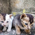 Two sweet kittens are sitting.