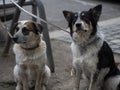 Two sweet leashed dogs Royalty Free Stock Photo