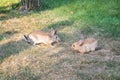 Two sweet little baby bunnies walking on the meadow eating grass, easter spring background with copy space Royalty Free Stock Photo