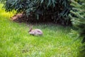 Two sweet little baby bunnies walking on the meadow eating grass  easter spring background with copy space Royalty Free Stock Photo