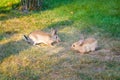 Two sweet little baby bunnies walking on the meadow eating grass  easter spring background with copy space Royalty Free Stock Photo