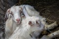 Two sweet little baby goats lying on the hay, cuddling in a farm, villiage scene, rural, livestock animals Royalty Free Stock Photo