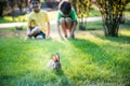 Two sweet little boy and Pennon rabbit bunnies are sitting on green grass. Friendship between humans and animals. Children and