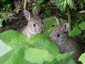 Two sweet, little Bunnys