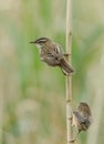 Two cute newly fledged baby Sedge Warbler, Acrocephalus schoenobaenus, perching on a reed at the edge of a lake. They are waiting