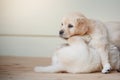 puppy golden retriever. Cute dog at home Royalty Free Stock Photo