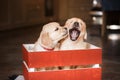 puppy golden retriever. Cute dog at home Royalty Free Stock Photo