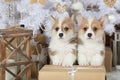 Two sweet puppies Welsh Corgi sitting at a big holiday gift