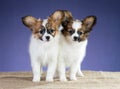 Two sweet puppy Papillon Royalty Free Stock Photo