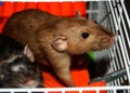 Two sweet rats are sitting in the vibrant orange hammock in cage. Burmese and black self dumbo rats Royalty Free Stock Photo