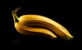 Two sweet ripe yellow bananas together are isolated against a black background in close-up.