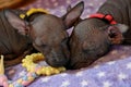 Two sweet Xoloitzcuintle Mexican Hairless Dog puppies sleeping on lilac blanket close-up