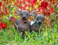 Two sweet Xoloitzcuintle Mexican Hairless Dog puppies standing in beautiful garden