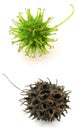 Two Sweetgum tree fruits