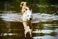 Two swimming dogs. Royalty Free Stock Photo