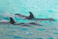 Two Swimming dolphins in blue water. swim under water Royalty Free Stock Photo