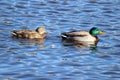 Two Swimming Ducks Royalty Free Stock Photo