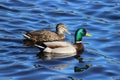 Two Swimming Ducks Royalty Free Stock Photo