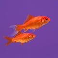 Two swimming orange goldfish on a purple background Royalty Free Stock Photo