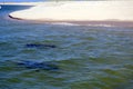 Two Swimming Seals swim towards their pack from Monomoy Island Royalty Free Stock Photo