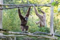 Two swinging Gibbons Royalty Free Stock Photo