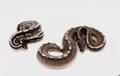 Two Royal Pythons on white background