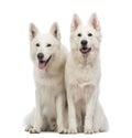 Two Swiss Shepherd dogs, 5 years old, sitting, panting and looking away
