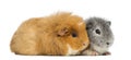 Two Swiss Teddy Guinea Pigs, isolated Royalty Free Stock Photo