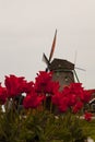 Two symbols of the netherlands: windmill and tulips Royalty Free Stock Photo