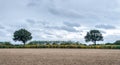 Two symmetrical trees with a harvested field on the foreground and blue clouds on the background.