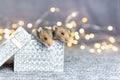 Two Syrian baby hamsters look out of a silver gift box against a gray-pink background with gold bokeh. Copy space.