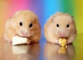 Two syrian hamsters eating dinner together Royalty Free Stock Photo