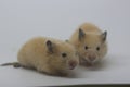 Two Syrian hamsters are eating sunflower seeds.