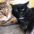 Two Tabby calico mixed color and black cats on blanket in shelter