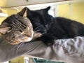 Two Tabby calico mixed color and black cats on blanket in shelter