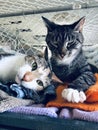 Two Tabby calico mixed color cats on blanket in shelter