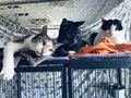 Two Tabby calico mixed color cats on blanket in shelter