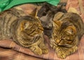 Two tabby cats and several kittens are lying on a checkered Mat. Royalty Free Stock Photo