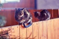 Two tabby cats sitting on a high fence, close-up Royalty Free Stock Photo