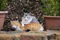 Two tabby cats sleep together on property wall