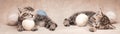 Two tabby kittens sleeping among balls of yarn. Web banner Royalty Free Stock Photo