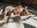 Two tabby kittens snuggled up for a nap Royalty Free Stock Photo