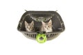 Two tabby kittens in a transport container looking up at the cam