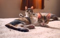 Two tabby, mixed breed cats relaxing on a bed, staring at the camera