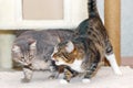 Two tabby mongrel cats play near the scratching post and the cat house. Royalty Free Stock Photo