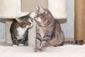 Two tabby mongrel cats play near the scratching post and the cat house. Royalty Free Stock Photo