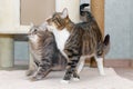 Two tabby mongrel cats play near the scratching post and the cat house. Royalty Free Stock Photo